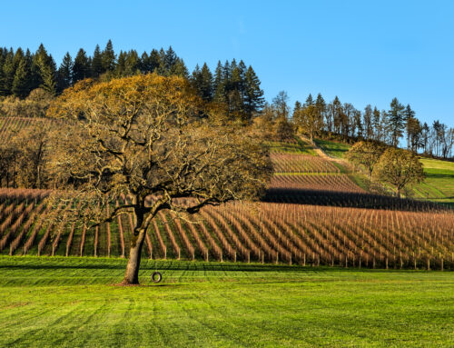 Pinot Noir remains Oregon’s Wine Identity
